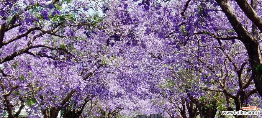 探寻蓝花楹花朵的神秘力量与人们的情感交流 蓝花楹花语的含义