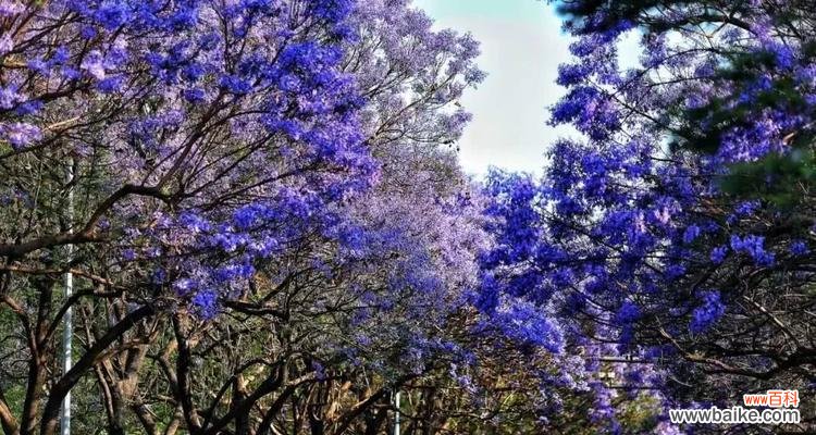 探寻蓝花楹花朵的神秘力量与人们的情感交流 蓝花楹花语的含义