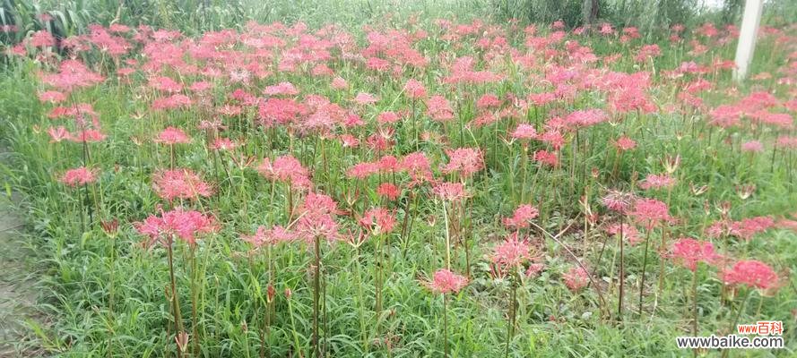 探寻曼珠沙华的历史、神话与奇迹 曼珠沙华——神圣花卉的传奇