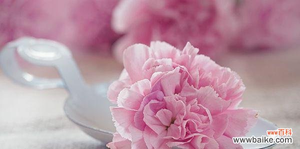 解读康乃馨花语，揭示它背后的故事 康乃馨花语的含义与传说