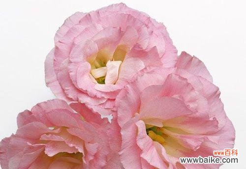 解读康乃馨花语，揭示它背后的故事 康乃馨花语的含义与传说