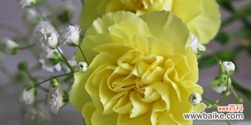 解读康乃馨花语，揭示它背后的故事 康乃馨花语的含义与传说