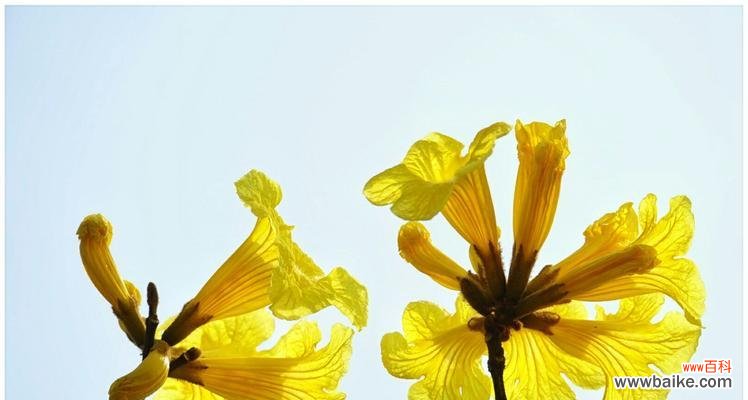 探秘黄花风铃木的内涵与魅力 黄花风铃木的花语与美丽