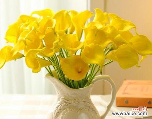 美好寓意与花语传说 马蹄莲花语