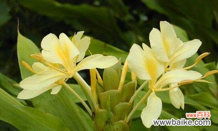 探索花语中的智慧 姜花的花语和寓意