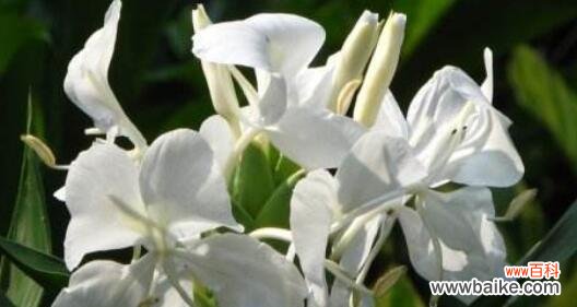 探索花语中的智慧 姜花的花语和寓意