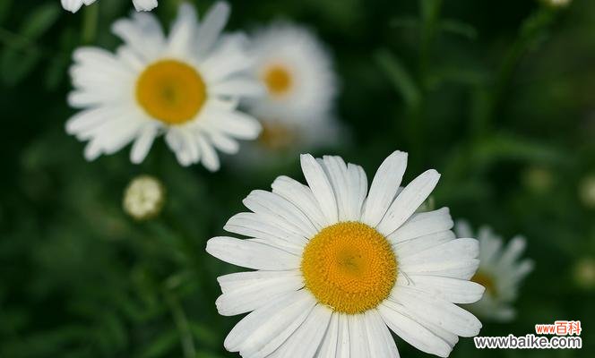 传递温馨与感激的暖心之花 黄色雏菊的花语和寓意