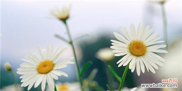 传递温馨与感激的暖心之花 黄色雏菊的花语和寓意