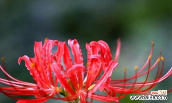 探寻曼珠沙华的文化内涵与人生哲理 曼珠沙华——生命中的花语与寓意