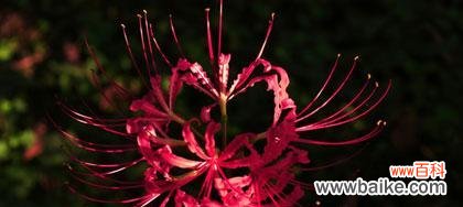 探寻曼珠沙华的文化内涵与人生哲理 曼珠沙华——生命中的花语与寓意