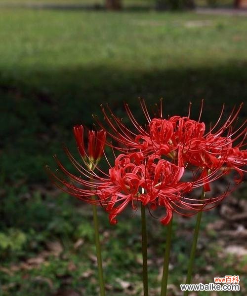 探寻曼珠沙华的文化内涵与人生哲理 曼珠沙华——生命中的花语与寓意