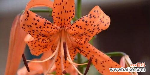 探究虎皮百合的文化内涵与神话传说 虎皮百合花语及传说