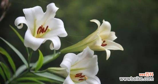 探究虎皮百合的文化内涵与神话传说 虎皮百合花语及传说