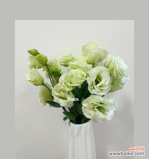 探究洋桔梗花的意义与象征 洋桔梗的花语