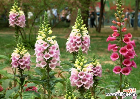 毛地黄的功效与作用