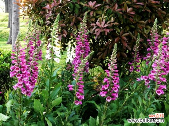 毛地黄的功效与作用