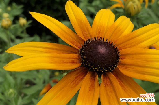 黑心金光菊的花语