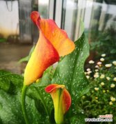 揭秘马蹄莲叶子所传达的深刻寓意 马蹄莲叶子的象征意义及其美丽之处