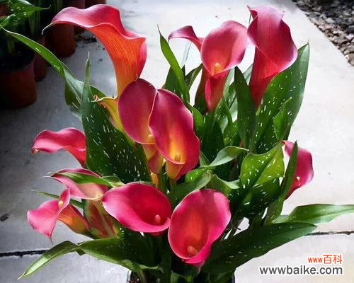 美丽而神秘的花朵 马蹄莲的意义与象征