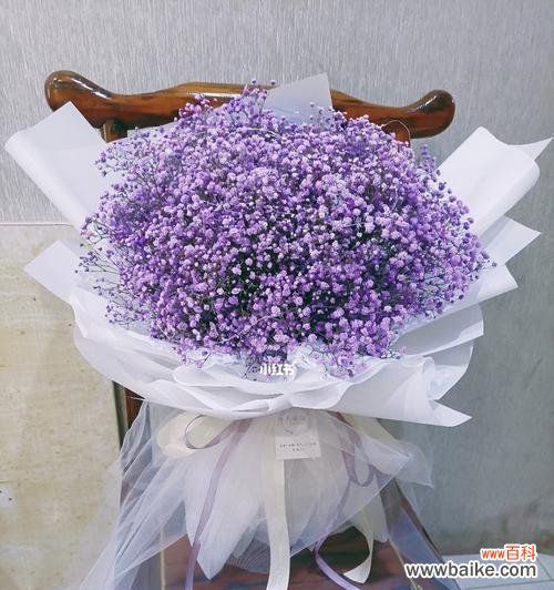 满天星的种类与花语 满天星