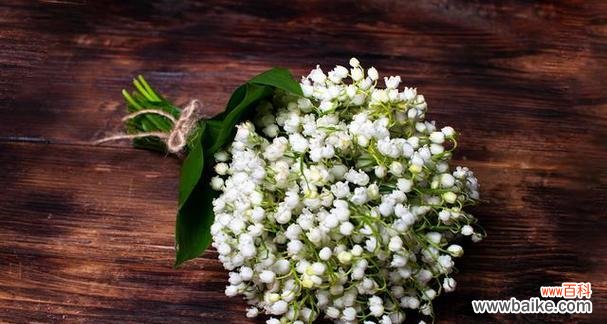 一朵花 满天星的象征意义及其内涵剖析