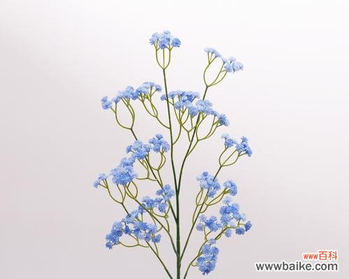 探寻满天星花的花语与文化内涵 满天星花的美丽与象征意义