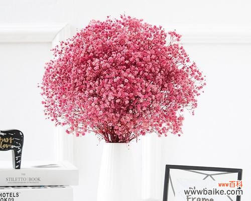 绽放的勇气 满天星勿忘我——花开花谢，永不忘记的芬芳