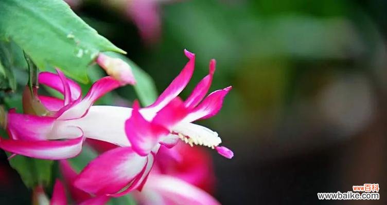 探索毛蟹爪兰的秘密 毛蟹爪兰的花语与意义