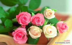 探秘玫瑰的花语意义及象征意味 玫瑰花语和象征