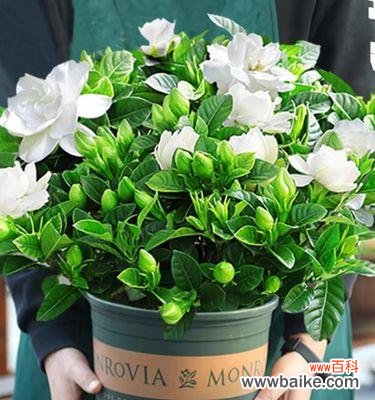 栀子花养不活寓意什么?如何解决养花难题?