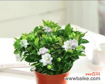 栀子花养不活寓意什么?如何解决养花难题?