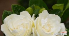 栀子花的花语是什么？了解栀子花的含义和象征意义？