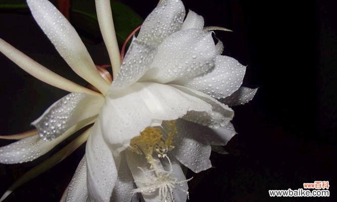 昙花的花意思是什么?昙花开花的寓意有哪些?