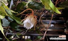 昙花花语的传说故事是什么？昙花背后隐藏着哪些神秘的寓意？