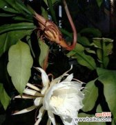 昙花的花语是什么？昙花象征着什么含义？