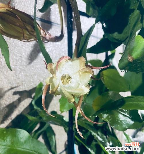 昙花开花象征什么？昙花的花语和寓意有哪些？