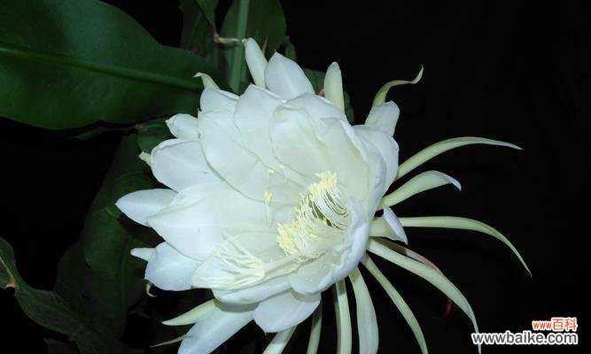 昙花开花象征什么？昙花的花语和寓意有哪些？