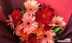 非洲菊花语：富贵、荣誉、忠诚