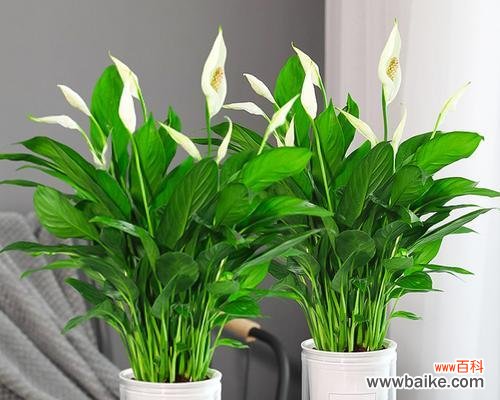 探寻植物语言中的意义 白掌花语解读