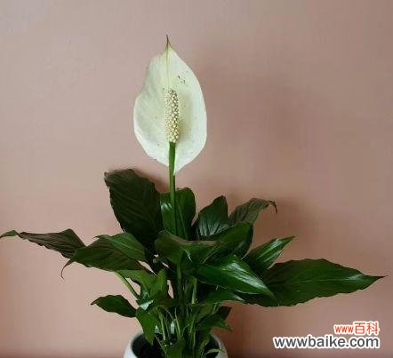 探寻植物语言中的意义 白掌花语解读