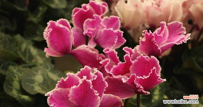 探究仙客来花语的内涵 花开仙客-解读花语