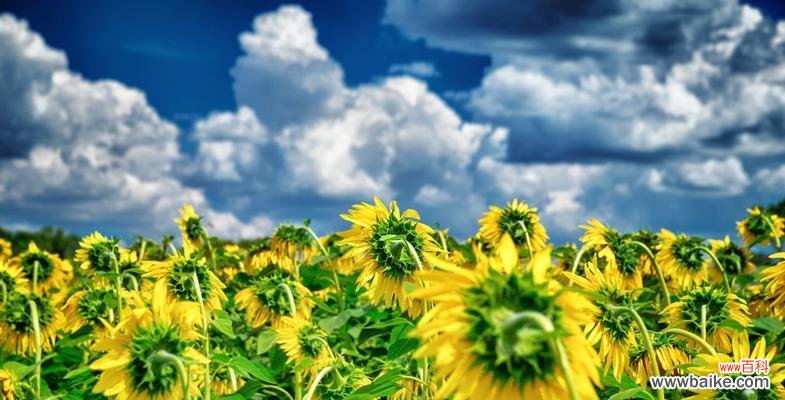 解读太阳花的多重寓意 太阳花的花语与象征意义