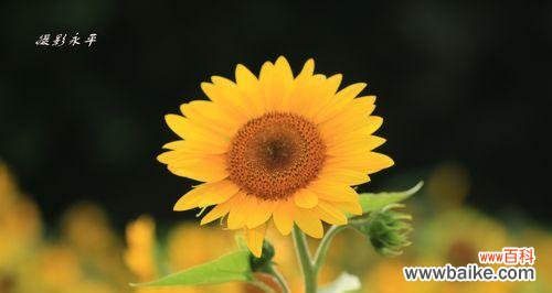 解读太阳花的多重寓意 太阳花的花语与象征意义