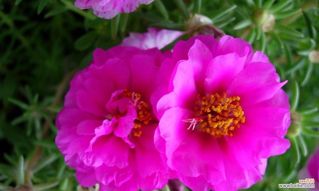 解读太阳花的多重寓意 太阳花的花语与象征意义