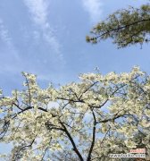 探寻花海中的语言与情感 山樱花与西洋樱花的花语