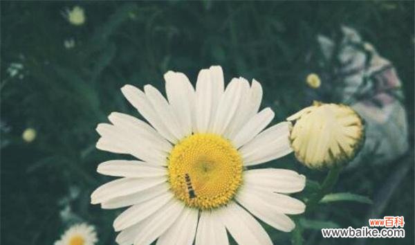 探究雏菊的文化象征与传统用途 解读雏菊的花语和寓意