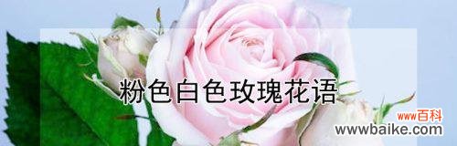 深入探索玫瑰花语,传达你的情感 解读各种颜色玫瑰花语