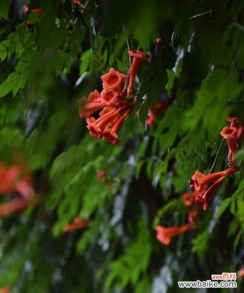传递浪漫和祝福的花朵，凌霄花的花语是什么？ 浪漫的花语——探究凌霄花的花语
