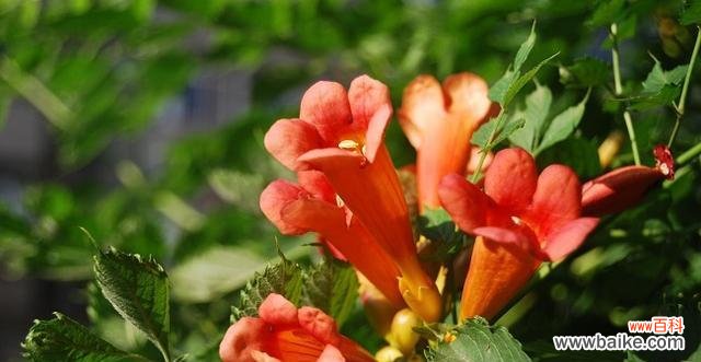 传递浪漫和祝福的花朵，凌霄花的花语是什么？ 浪漫的花语——探究凌霄花的花语