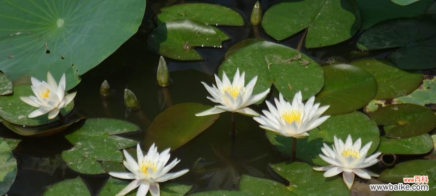 水上之美,情感之语 睡莲花的花语与象征意义